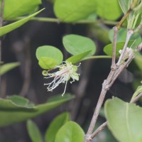 <i>Capparis rotundifolia</i>  Rottler